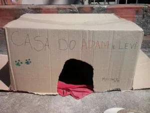 Gato raça SRD idade Abaixo de 2 meses nome Adam e Levi