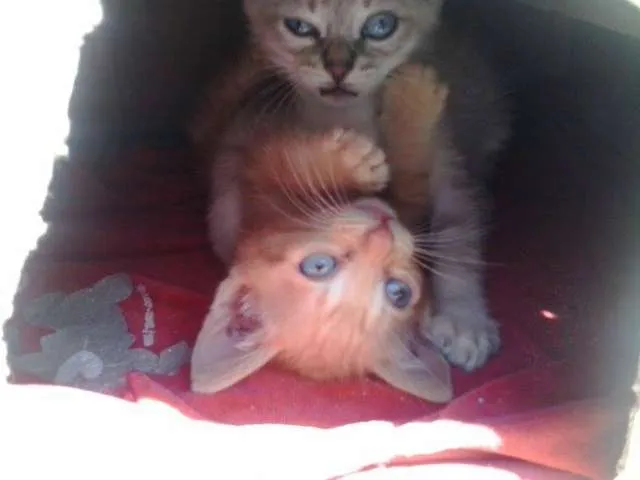 Gato ra a SRD idade Abaixo de 2 meses nome Adam e Levi