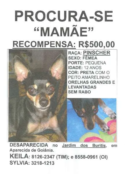 Cachorro ra a pinscher idade 6 ou mais anos nome Mamãe GRATIFICA