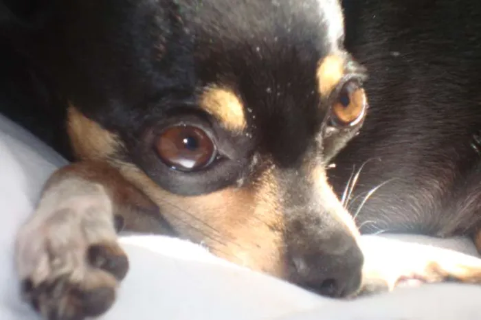 Cachorro ra a pinscher idade 6 ou mais anos nome Mamãe GRATIFICA