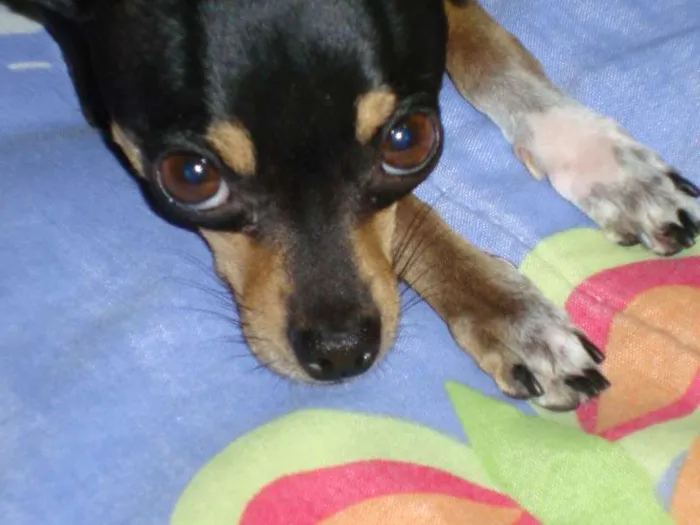 Cachorro ra a pinscher idade 6 ou mais anos nome Mamãe GRATIFICA