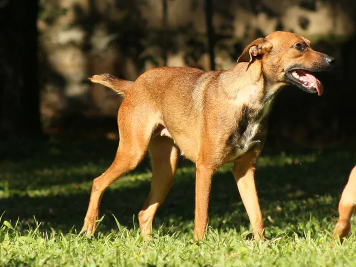 Cachorro raça SRD idade 1 ano nome Madona