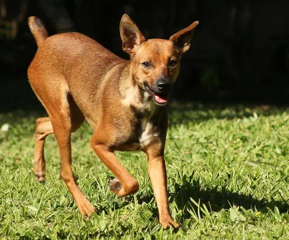 Cachorro raça SRD idade 1 ano nome Madona