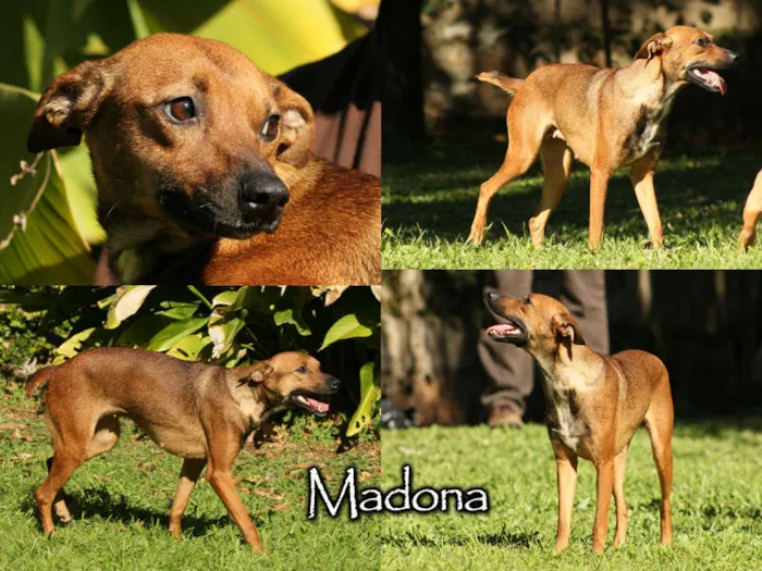Cachorro raça SRD idade 1 ano nome Madona