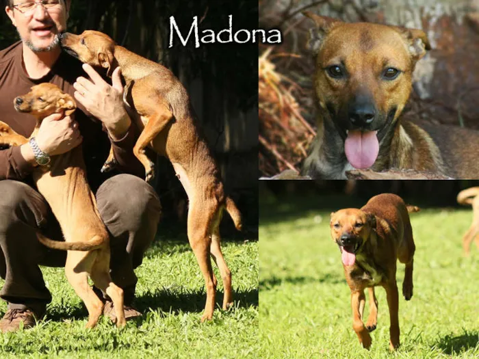 Cachorro raça SRD idade 1 ano nome Madona