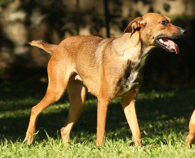 Cachorro raça SRD idade 1 ano nome Madona