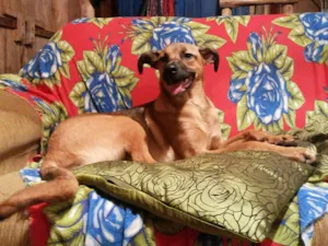 Cachorro raça SRD idade 7 a 11 meses nome Julie