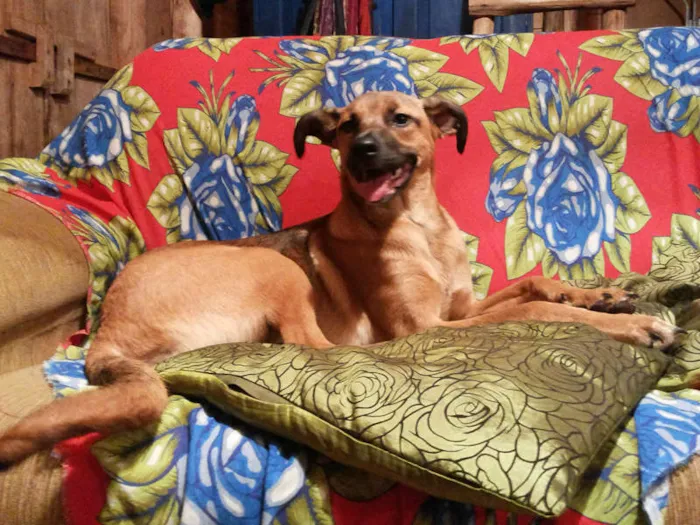 Cachorro ra a SRD idade 7 a 11 meses nome Julie