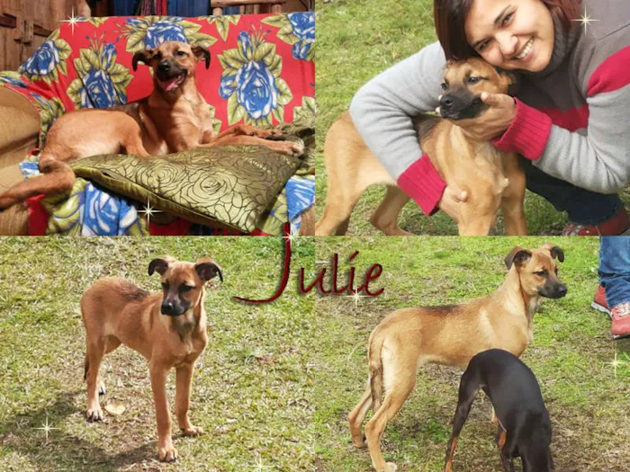 Cachorro ra a SRD idade 7 a 11 meses nome Julie