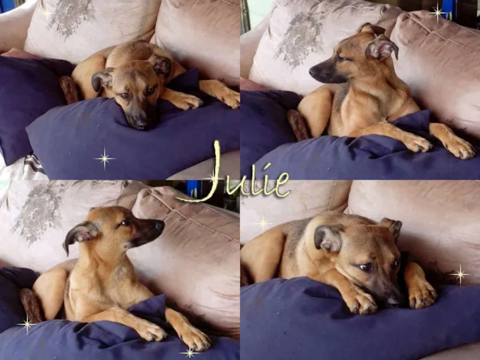 Cachorro ra a SRD idade 7 a 11 meses nome Julie