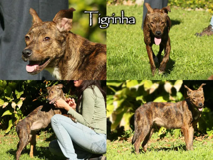 Cachorro ra a SRD idade 1 ano nome Tigrinha