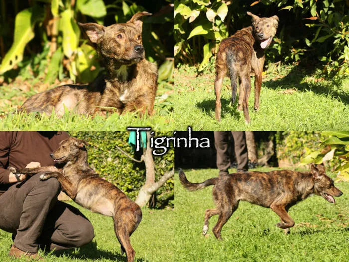 Cachorro ra a SRD idade 1 ano nome Tigrinha