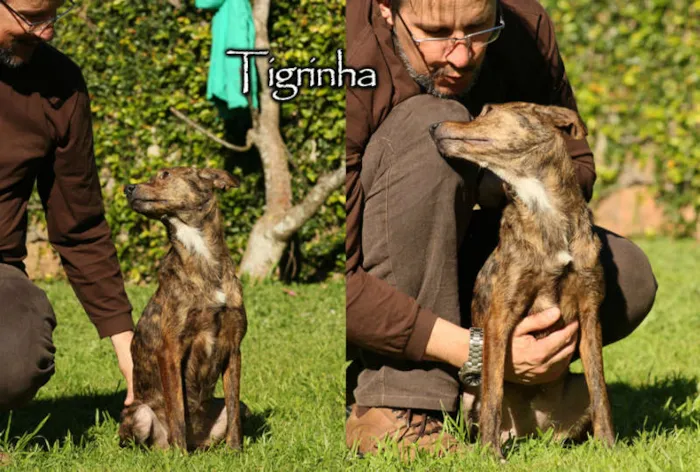 Cachorro ra a SRD idade 1 ano nome Tigrinha
