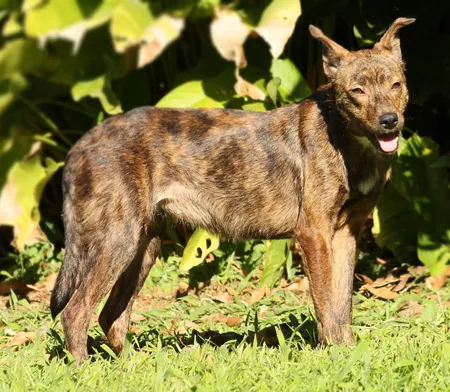 Cachorro ra a SRD idade 1 ano nome Tigrinha