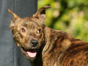 Cachorro raça SRD idade 1 ano nome Tigrinha