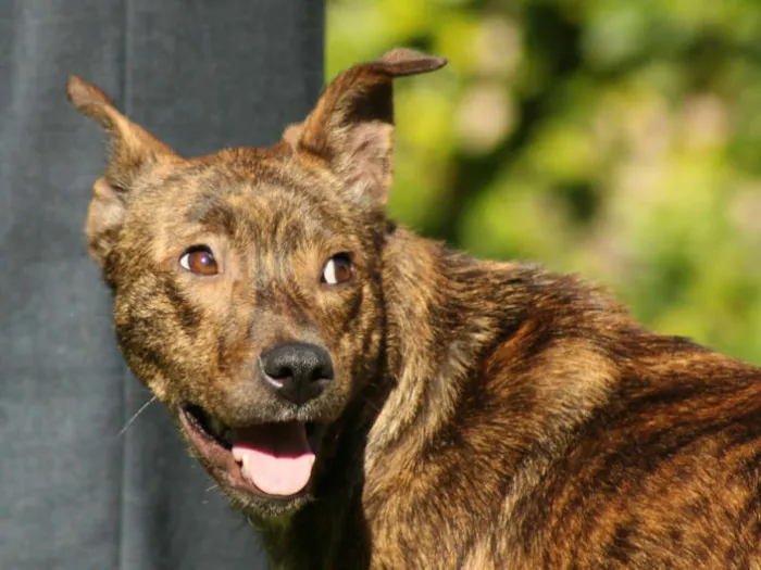 Cachorro ra a SRD idade 1 ano nome Tigrinha
