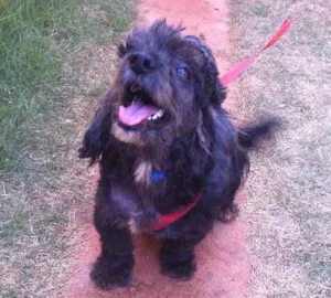 Cachorro raça Poodle  idade 4 anos nome Doky