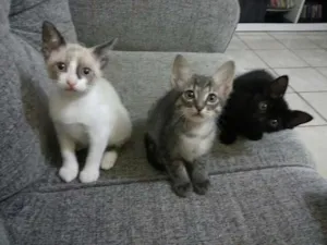 Gato raça vira lata idade 2 a 6 meses nome Trigrinho, Nat e pr