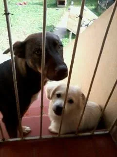 Cachorro ra a mistura labrador e pastor alemão idade 1 ano nome pink