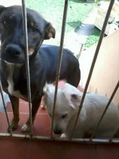 Cachorro ra a mistura labrador e pastor alemão idade 1 ano nome pink