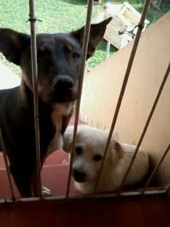Cachorro ra a mistura labrador e pastor alemão idade 1 ano nome pink