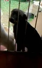 Cachorro ra a mistura labrador e pastor alemão idade 1 ano nome pink