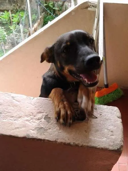 Cachorro ra a mistura labrador e pastor alemão idade 1 ano nome pink