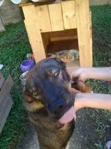 Cachorro ra a mistura labrador e pastor alemão idade 1 ano nome pink
