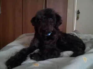 Cachorro raça Poodle idade 6 ou mais anos nome JULIA GRATIFICA