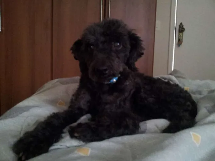 Cachorro ra a Poodle idade 6 ou mais anos nome JULIA GRATIFICA