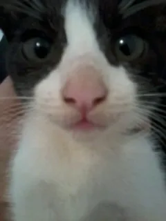 Gato ra a SRD idade 2 a 6 meses nome Valdisney e Soneca