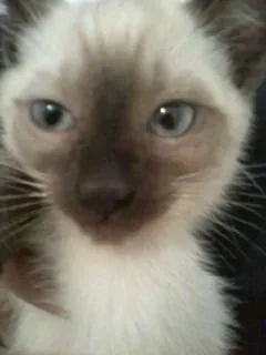 Gato ra a SRD idade 2 a 6 meses nome Valdisney e Soneca