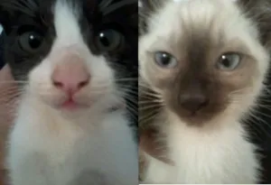 Gato raça SRD idade 2 a 6 meses nome Valdisney e Soneca