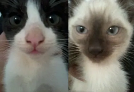 Gato ra a SRD idade 2 a 6 meses nome Valdisney e Soneca