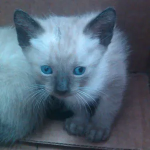 Gato raça Siamês idade Abaixo de 2 meses nome Nao tem