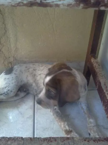 Cachorro ra a SRD idade 2 a 6 meses nome FILHOTE
