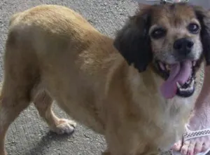 Cachorro raça SRD idade 5 anos nome não tem