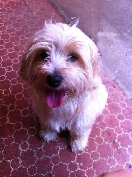 Cachorro ra a Não definida idade 1 ano nome Marley