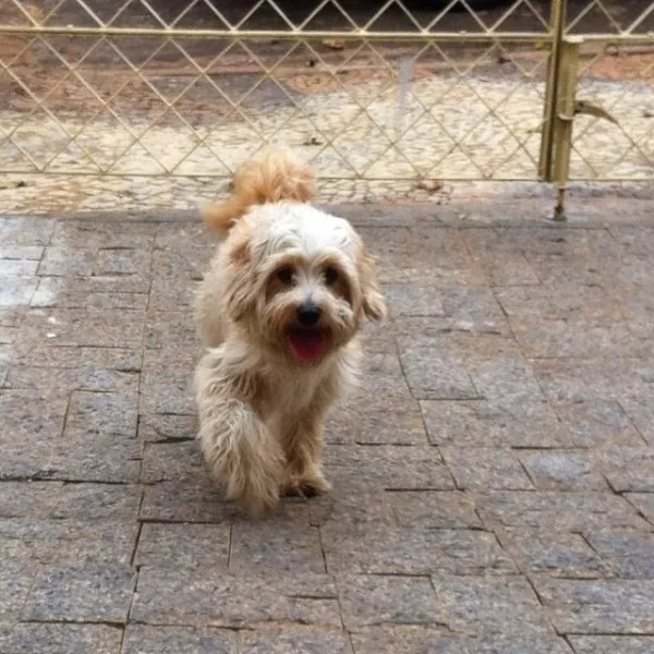 Cachorro ra a Não definida idade 1 ano nome Marley