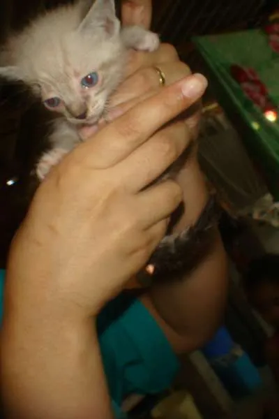 Gato ra a srd idade Abaixo de 2 meses nome sem nome
