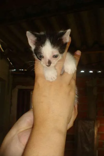 Gato ra a srd idade Abaixo de 2 meses nome sem nome
