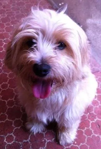 Cachorro ra a Não definida idade 1 ano nome Marley