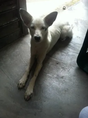 Cachorro raça vira-lata idade 3 anos nome Belinda