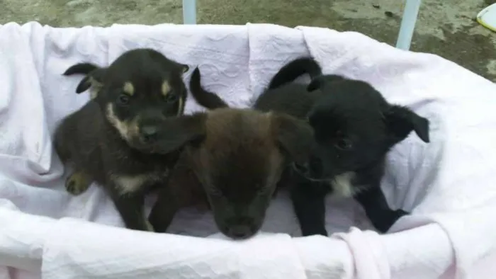 Cachorro ra a SRD idade 2 a 6 meses nome ninhada 