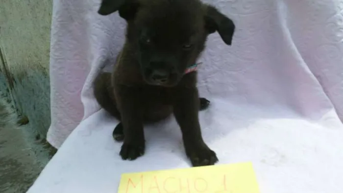 Cachorro ra a SRD idade 2 a 6 meses nome ninhada 