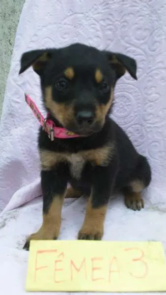 Cachorro ra a SRD idade 2 a 6 meses nome ninhada 