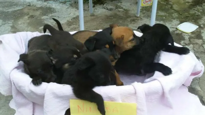 Cachorro ra a SRD idade 2 a 6 meses nome ninhada 