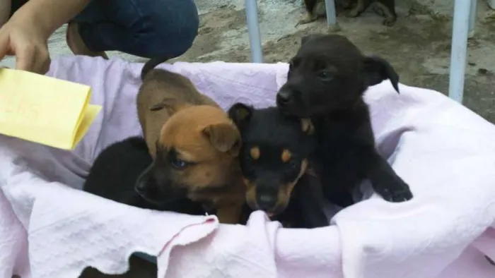 Cachorro ra a SRD idade 2 a 6 meses nome ninhada 