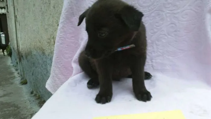 Cachorro ra a SRD idade 2 a 6 meses nome ninhada 