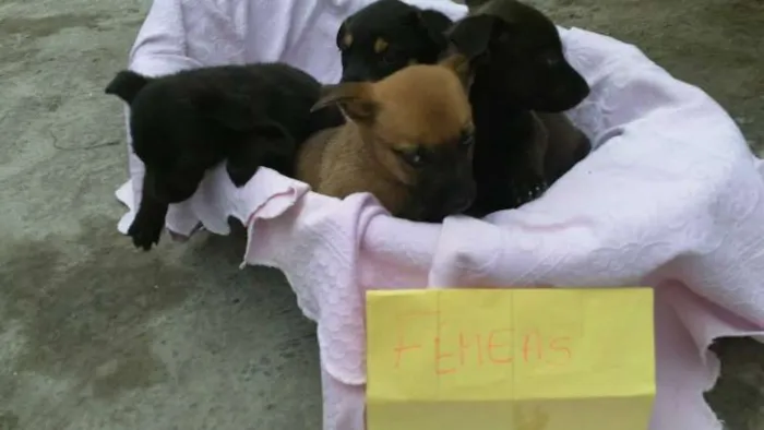 Cachorro ra a SRD idade 2 a 6 meses nome ninhada 